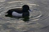 Just surfaced ......Tufted Duck