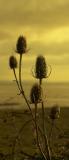 teasel