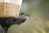 Black cap and seed