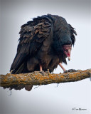  Turkey Vulture