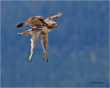  Red-tailed Hawk