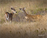  White tailed Deer