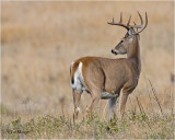  White tailed Deer