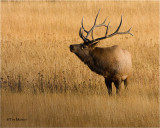  Elk  (bull)
