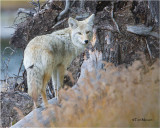 Coyote