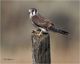  American Kestrel  (female)