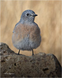  Western Bluebird