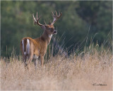  White tailed Deer