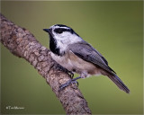  Mountain Chickadee