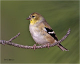  American Goldfinch