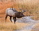  Elk