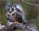  Northern Hawk Owl