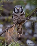  Northern Hawk Owl