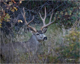  Mule Deer