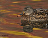  Mallard  (hen)