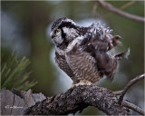  Northern Hawk Owl