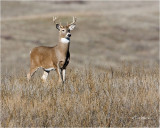  White tailed Deer