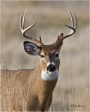  White tailed Deer