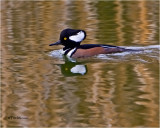  Hooded Merganser