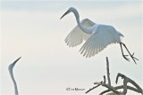  Great Egrets