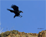  Common Raven