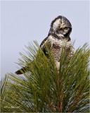  Northern Hawk Owl