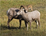  Bighorn Sheep