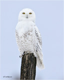  Snowy Owl