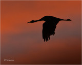  Sandhill Crane /Sunrise