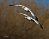  Snow Geese