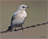  Mountain Bluebird (female)
