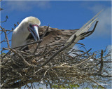  Red-footed Booby