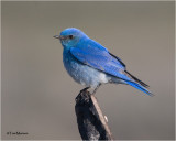  Mountain Bluebird   (male)