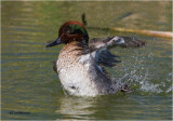  Green-winged Teal