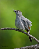 Gray Catbird