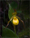 Yellow Ladys Slipper