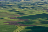  Palouse wheat fields