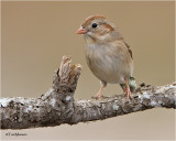  Field Sparrow