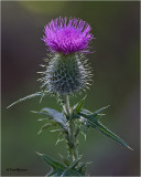  Canadian Thistle