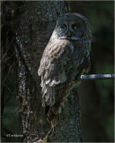 Great Gray Owl