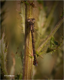  California Spreadwing