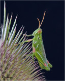 Grasshopper