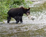  Grizzly Bear-Chum Salmon