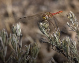   White-faced Meadowhawk (male)