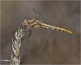   Variegated Meadowhawk (female)