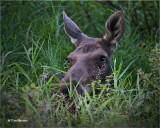  Moose (yearling)