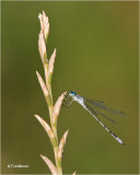  Northern Spreadwing