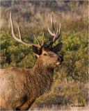  Elk