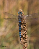 Paddle-tailed  Darner