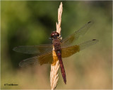  Band-winged Meadowhawk